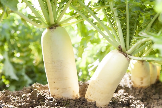 मूली – Radish Vegetable To Plant In August In Hindi